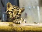 Rare baby leopards debut in France