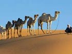 UAE farmers promote camel milk