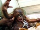 Brain tests for primates in Japan