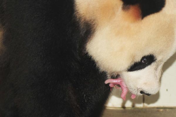 Giant panda &apos;Ju Xiao&apos; holds its baby in the mouth at the Bifengxia base of the Chinese giant panda protection and research center of Wolong, in Ya&apos;an, a city of southwest China&apos;s Sichuan Province, July 27, 2010. Giant panda &apos;Ju Xiao&apos; gave birth to twins at the Bifengxia base on July 27. [Xinhua] 