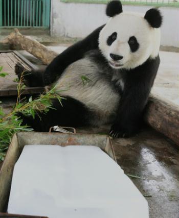 The giant panda Quan Quan cools herself sitting beside an ice block in the Jinan Zoo on June 22, 2008. [China Daily]