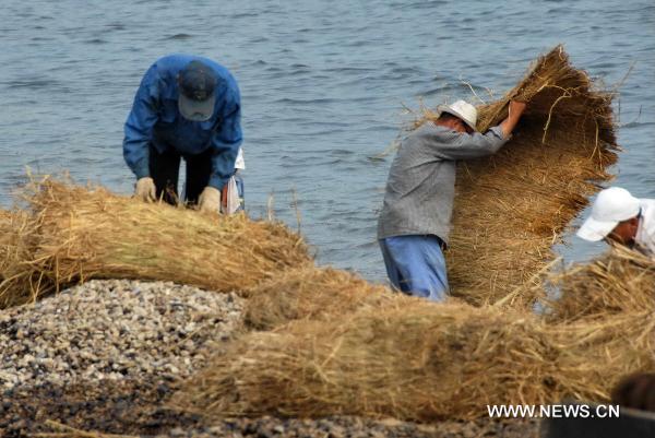 Workers lay grass shade at the seashore near the development zone in Dalian, northeast China's Liaoning Province, July 26, 2010. The key work of the oil spill cleanup operation has turned to seashore since Monday. An explosion hit an oil pipeline on July 16 and triggered an adjacent smaller pipeline to explode near Dalian Xingang Port.[Xinhua] 