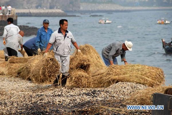 Workers lay grass shade at the seashore near the development zone in Dalian, northeast China's Liaoning Province, July 26, 2010. The key work of the oil spill cleanup operation has turned to seashore since Monday. An explosion hit an oil pipeline on July 16 and triggered an adjacent smaller pipeline to explode near Dalian Xingang Port. Both pipelines are owned by China's No.1 oil and gas producer CNPC. [Xinhua] 