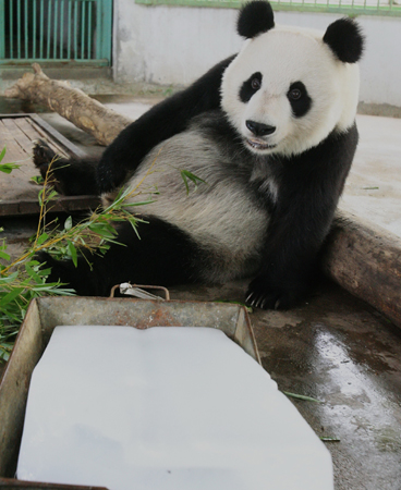 The giant panda Quan Quan cools herself sitting beside an ice block in the Jinan Zoo on June 22, 2008. [China Daily]  