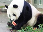 Gas poisoning causes death of female panda Quanquan