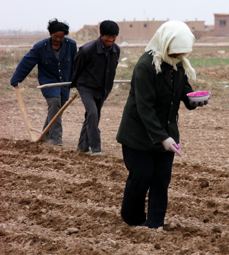 Farmers sow a crop in Pingluo county, Ningxia Hui autonomous region. [China Daily]