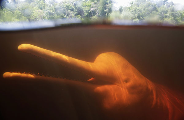 A &apos;Boto Cor-de-Rosa&apos; (Pink River Dolphin) swims in the Negro River in Novo Airao city, northern Brazil July 26, 2010. [Xinhua/Reuters]