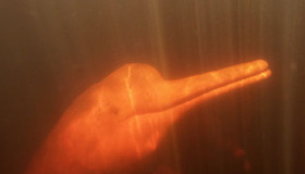 River Dolphins may help to rescue health problems