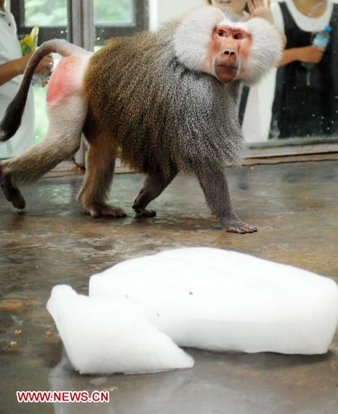 A baboon walks near ice blocks at Xi'an Qinling Wildlife Park in Xi'an, capital of northwest China's Shaanxi Province, July 28, 2010. The provincial meterological station of Shaanxi issued high temperature alert Tuesday and predicted that it will be above 35 degrees Celsius in following three days. 