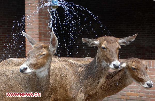 White-lipped deer take a shower at Xi'an Qinling Wildlife Park in Xi'an, capital of northwest China's Shaanxi Province, July 28, 2010. The provincial meterological station of Shaanxi issued high temperature alert Tuesday and predicted that it will be above 35 degrees Celsius in following three days.