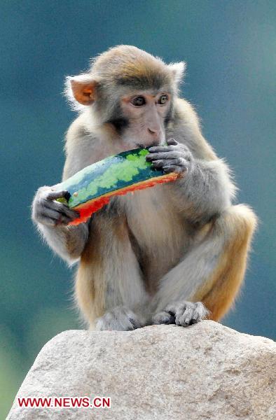 A monkey eats the watermelon at Xi'an Qinling Wildlife Park in Xi'an, capital of northwest China's Shaanxi Province, July 28, 2010. The provincial meterological station of Shaanxi issued high temperature alert Tuesday and predicted that it will be above 35 degrees Celsius in following three days.