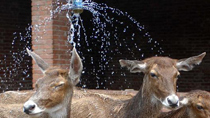 Animals live with heat in Xi'an