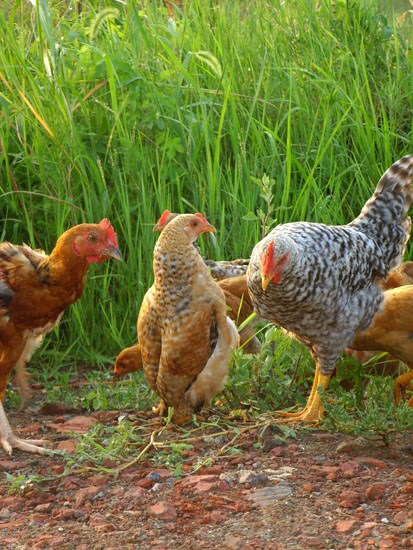 A hen walks like a Penguin in Jiangsu Province. [photo: sina]