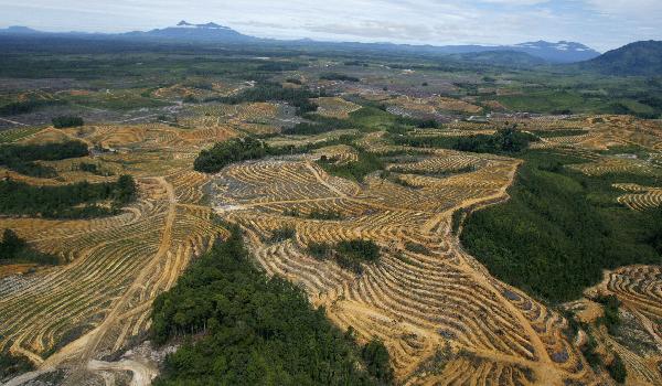 An aerial view shows a cleared forest area under development for palm oil plantations in Indonesia&apos;s central Kalimantan province July 6, 2010.[Xinhua/Reuters] 