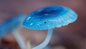 Rare blue mushrooms