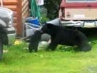 Bear mother frees cub from net