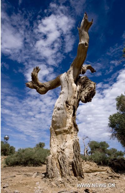 Photo taken on July 31, 2010 shows the populus diversifolia in Mori, northwest China's Xinjiang Uygur Autonomous Region. 