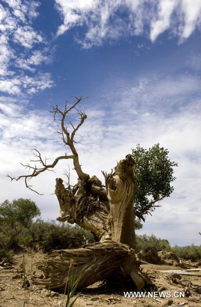 Photo taken on July 31, 2010 shows the populus diversifolia in Mori, northwest China's Xinjiang Uygur Autonomous Region. 