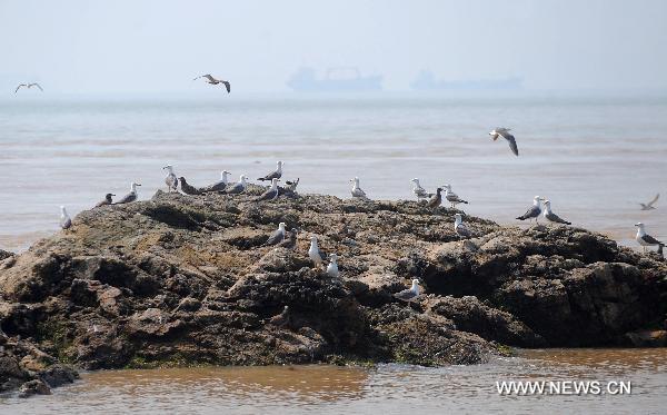 Birds perch on a reef in the bird protective zone of Wuzhishan Islands in Zhoushan City, east China's Zhejiang Province, July 30, 2010. More than 10,000 birds of over 40 species inhabit the Wuzhishan Islands in the East China Sea, some of which are of rare species. [Xinhua/Xu Yu] 