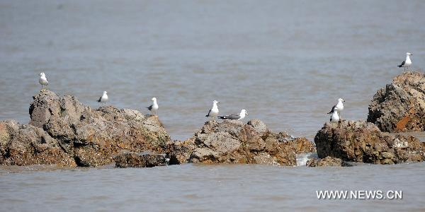 Birds perch on a reef in the bird protective zone of Wuzhishan Islands in Zhoushan City, east China's Zhejiang Province, July 30, 2010. More than 10,000 birds of over 40 species inhabit the Wuzhishan Islands in the East China Sea, some of which are of rare species. [Xinhua/Xu Yu]