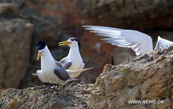 Birds perch on a reef in the bird protective zone of Wuzhishan Islands in Zhoushan City, east China's Zhejiang Province, July 30, 2010. More than 10,000 birds of over 40 species inhabit the Wuzhishan Islands in the East China Sea, some of which are of rare species. [Xinhua/Xu Yu]