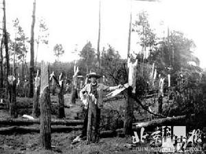 Trees were cut down in a forest farm in Guiyang, southwest China, after an UFO was spotted there in July 1994.