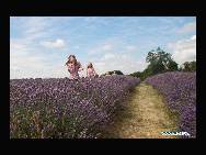 Children walk in the lavender fields of Mayfield Lavender Farm in Surrey of England, Aug. 2, 2010. The 25-acre farm, which is one of the largest organic lavender farms in Britain, began its harvest of lavender since Aug. 1 this year. [Xinhua/Qi Jia]
