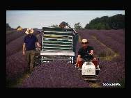 Farmers havest the full-blown lavender at the Mayfield Lavender Farm in Surrey of England, Aug. 2, 2010. The 25-acre farm, which is one of the largest organic lavender farms in Britain, began its harvest of lavender since Aug. 1 this year. [Xinhua/Qi Jia]