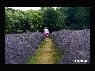 A girl walks in the lavender fields of Mayfield Lavender Farm in Surrey of England, Aug. 2, 2010. The 25-acre farm, which is one of the largest organic lavender farms in Britain, began its harvest of lavender since Aug. 1 this year. [Xinhua/Qi Jia]