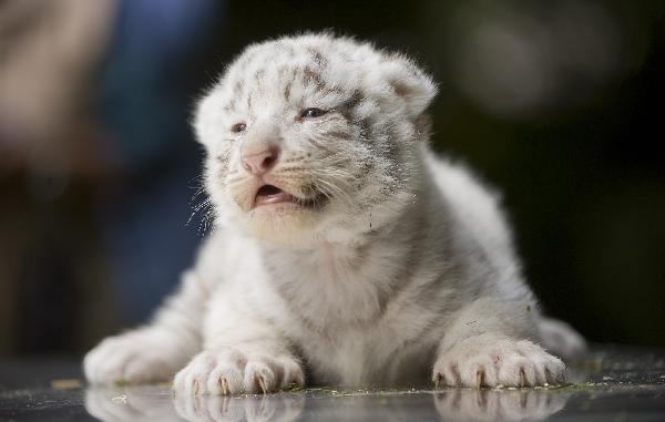 A white tiger cub growls during a medical examination at the &apos;Serengeti&apos; Safari Park in the northern German village of Hodenhagen August 3, 2010. Four tiger cubs, who are yet to be named, were born on July 14, 2010 at the private safari park. [Xinhua/Reuters] 