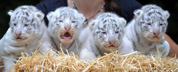 Four white tiger cub are pictured during a medical examination at the &apos;Serengeti&apos; Safari Park in the northern German village of Hodenhagen August 3, 2010. Four tiger cubs, who are yet to be named, were born on July 14, 2010 at the private safari park.[Xinhua/Reuters] 