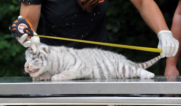 A white tiger cub is pictured during a medical examination at the &apos;Serengeti&apos; Safari Park in the northern German village of Hodenhagen August 3, 2010. Four tiger cubs, who are yet to be named, were born on July 14, 2010 at the private safari park.[Xinhua/Reuters] 