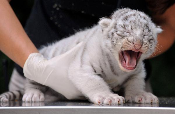 A white tiger cub growls during a medical examination at the &apos;Serengeti&apos; Safari Park in the northern German village of Hodenhagen August 3, 2010. Four tiger cubs, who are yet to be named, were born on July 14, 2010 at the private safari park.[Xinhua/Reuters] 