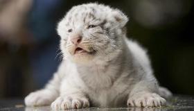 White tiger cubs receive first medical examination
