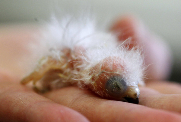 A week old Mount Apo Lorikeet lies on the hand of a keeper at Chester zoo, northern England August 3, 2010. The chick is one of a pair of the rare birds being hand reared on a mix of nectar and water.[Xinhua/Reuters] 