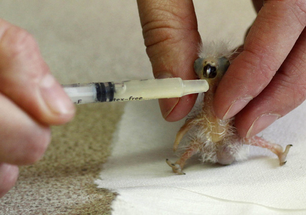 A week old Mount Apo Lorikeet is fed by a keeper at Chester zoo, northern England August 3, 2010.[Xinhua/Reuters] 