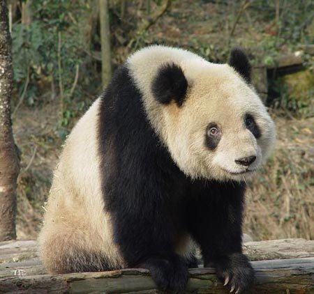 File photo of giant panda Cao Cao. Cao Cao was among four pregnant pandas selected from the Ya'an panda breeding base to give birth in the semi-wild environment, as researchers sought to have panda cubs born and raised in the wild. [Photo from China Youth Online]