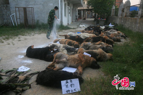 The dead poisoned police dogs are lined up on the ground in Liuzhou city of South China&apos;s Guangxi Zhuang Autonomous region, August 4, 2010.