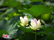 The fifteenth Yuanmingyuan lotus Festival will be held from 1 July to 31 August. The number of tourists to the festival last year was more than 1 million, and the number is expected to grow even larger this year. [Photo by Da Long]