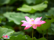 The fifteenth Yuanmingyuan lotus Festival will be held from 1 July to 31 August. The number of tourists to the festival last year was more than 1 million, and the number is expected to grow even larger this year. [Photo by Da Long]