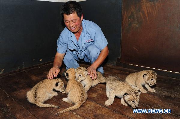 A breeder takes care of five newborn african lions in Yantai, east China&apos;s Shandong Province, Aug. 4, 2010. A female African Lion gave birth to five little lions on July, 24. [Xinhua] 