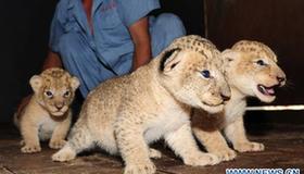 Cute newborn african lions in E China