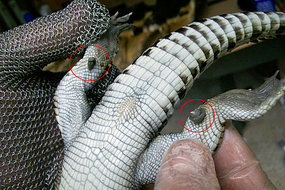 Crocodile hunter Mick Pittman displays the crocodile's extra toes.