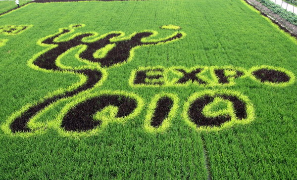 Sowing the seeds to mark 100-days of Expo