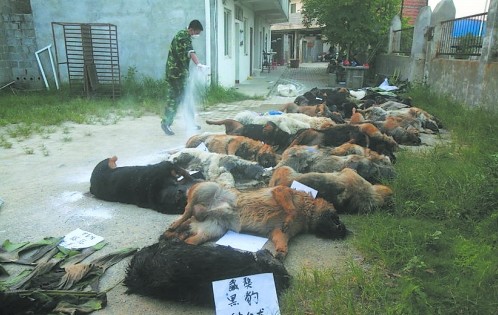 In the last two days, 29 of 31 police dogs died from taking vermifuge Niclofolan tablets in a station in Liuzhou, Guangxi.