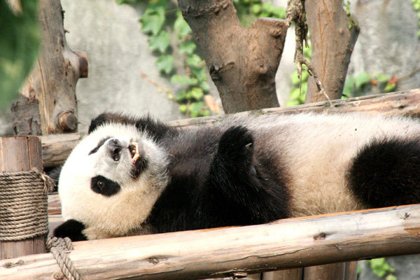 A panda takes a rest under the shade of a tree, Aug 3, 2010. [Xinhua]