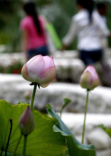 Lotus flowers grow in the purified water at the Chengdu Case Pavilion, a miniature version of Chengdu&apos;s Living Water Park, with a system that naturally cleans water using water rehabilitation systems. [Xinhua]