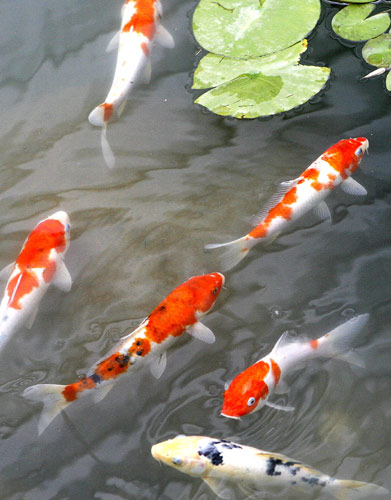 Fishes swim in the purified water at the Chengdu Case Pavilion, a miniature version of Chengdu&apos;s Living Water Park, with a system that naturally cleans water using water rehabilitation systems. [Xinhua]