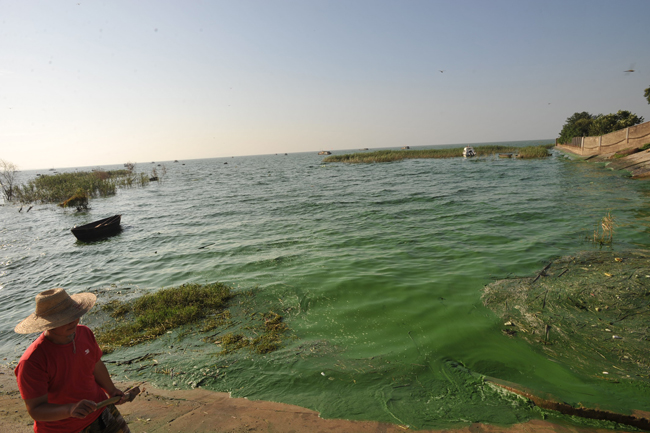 Environmental authorities in east China&apos;s Anhui Province warned of the danger of a blue algae outbreak in Chaohu Lake, the country&apos;s fifth largest fresh water lake on August 6, 2010. About 20 square kilometers of blue algae has formed on the northwestern and southeastern parts of the lake. [Xinhua]