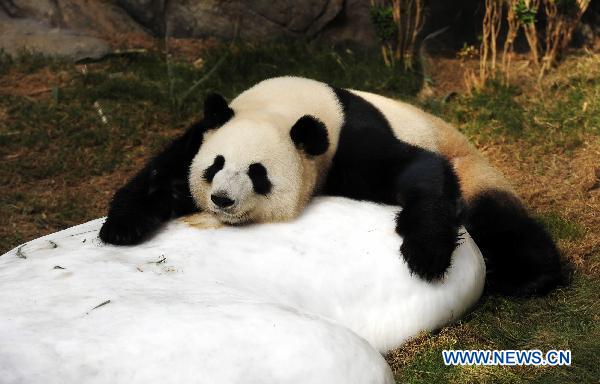 Panda Ying Ying rests at the Ocean Park in Hong Kong, south China, Aug. 8, 2010. Six children, who have the same birthday with giant pandas Le Le or Ying Ying born on Aug. 8, 2005 and Aug. 16, 2005 respectively, were invited by the Ocean Park to celebrate their birthday with the giant pandas Sunday. [Xinhua] 
